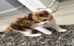 Ragdoll cats for sale: Adorable Ragdoll/Turkish Angora Female Kitten - Image 8