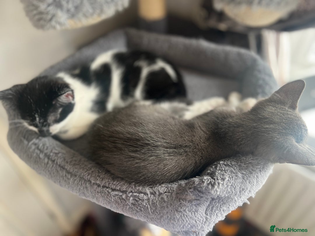 Mixed Breed cats for sale: 2 Gorgeous Bengal cross British Shorthair  - Image 8