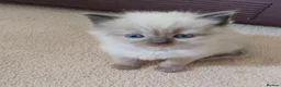 Ragdoll cats for sale: Three beautiful pure bred Ragdoll girls - Advert 13