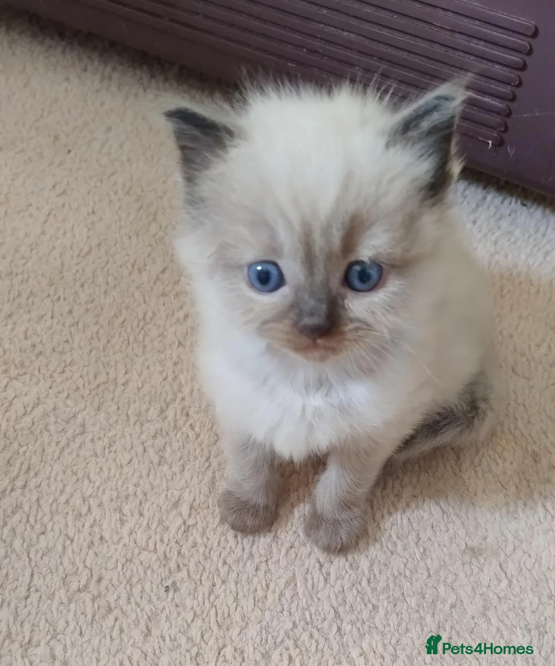 Ragdoll cats for sale: Three beautiful pure bred Ragdoll girls - Advert 13