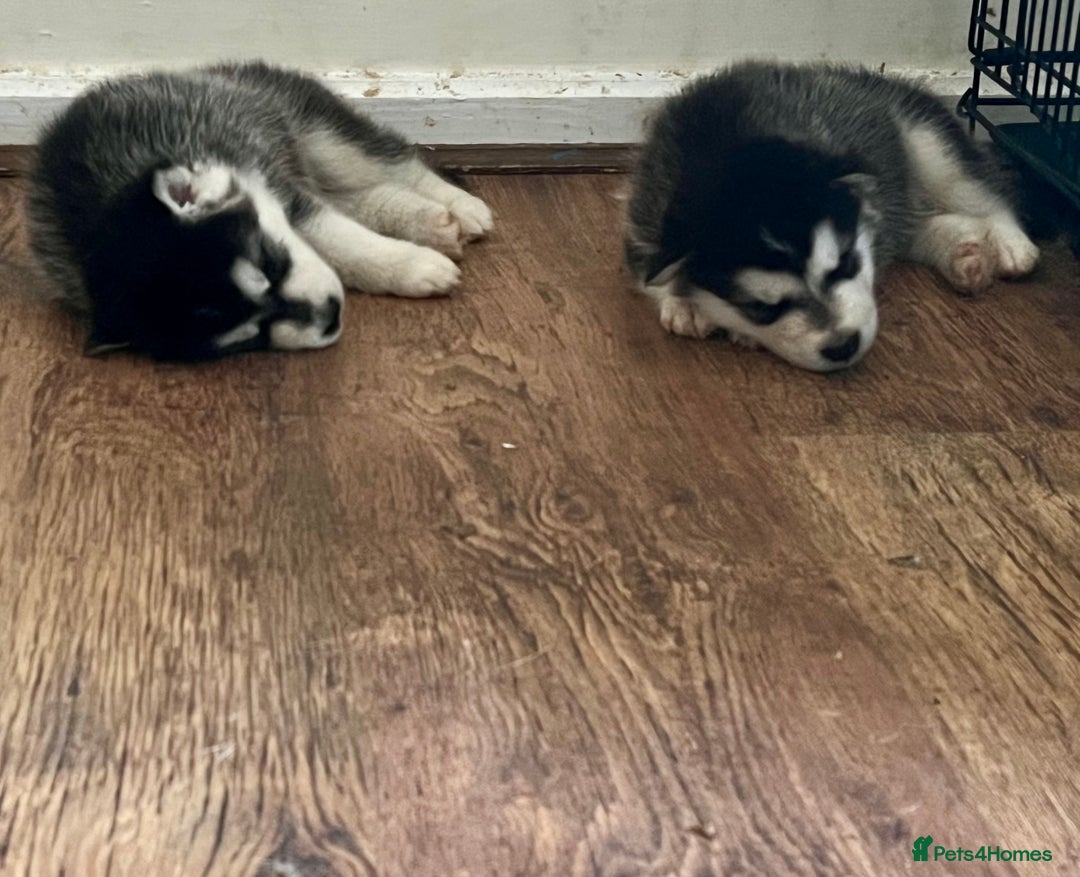 Utonagan dogs for sale: Siberian Husky cross Alaskan Malamutes Puppies - Image 11