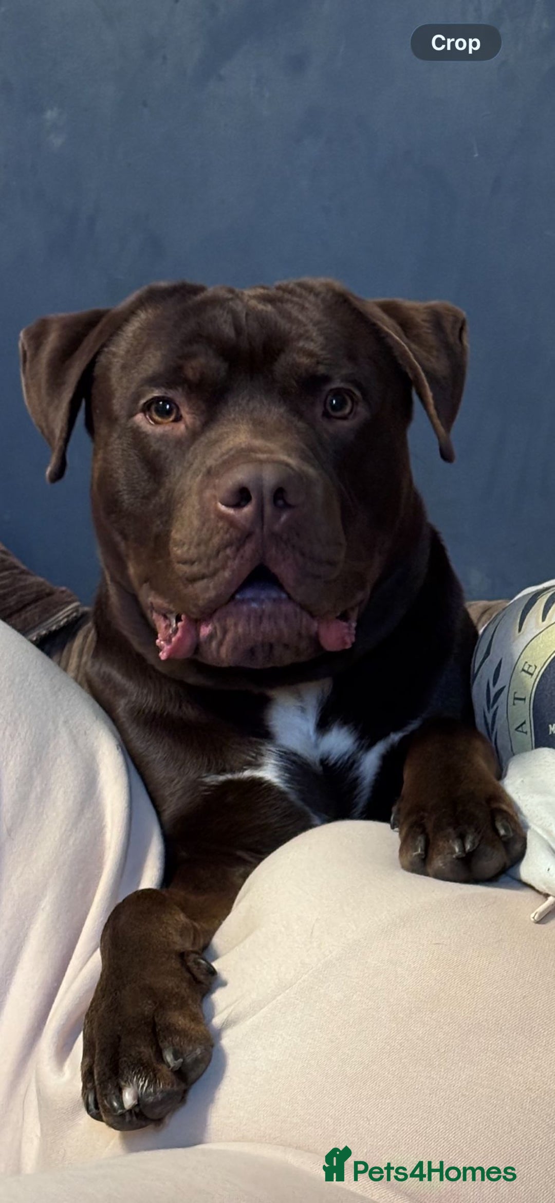 Mixed Breed dogs for adoption: Meet Buddy 🐾Big heart. Big paws. Big personality. - Advert 1