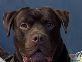 Mixed Breed dogs Meet Buddy 🐾Big heart. Big paws. Big personality. - Advert 17