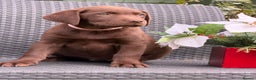 Labrador Retriever dogs for sale: KC CHOCOLATE PEDIGREE LABRADOR GIRL - Advert 6