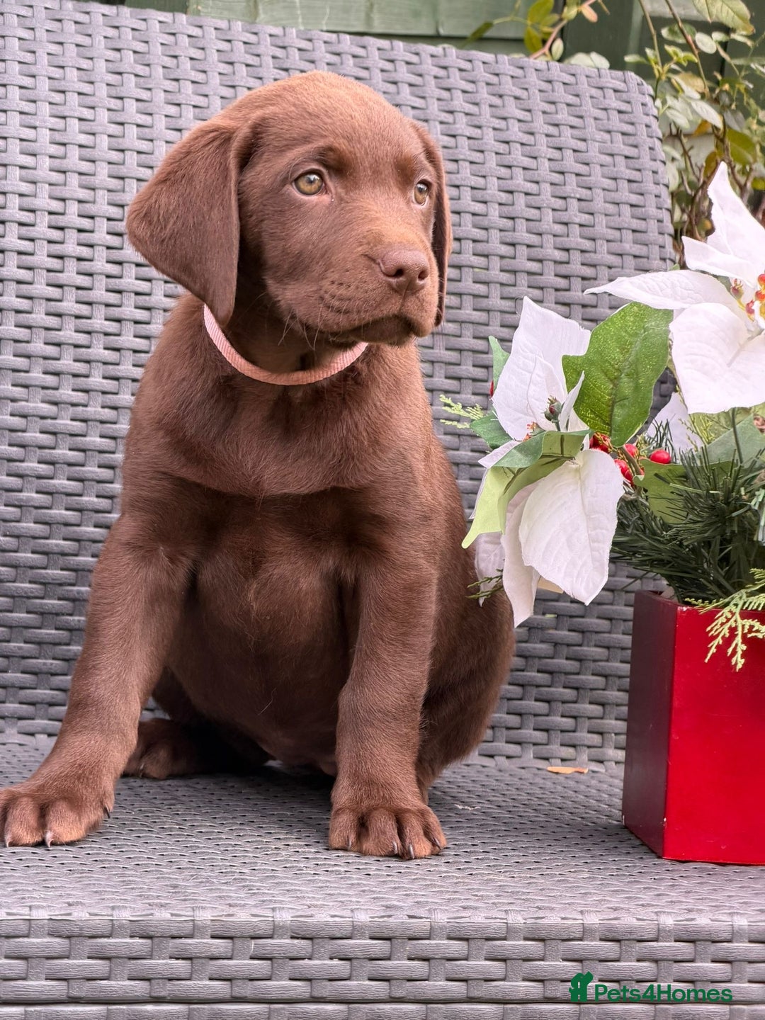 Labrador Retriever dogs for sale: KC CHOCOLATE PEDIGREE LABRADOR GIRL - Advert 6