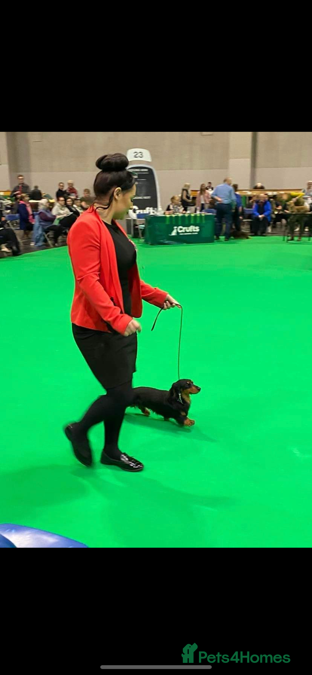 Dachshund dogs for stud: Quality miniature long hair dachshund for stud  in Saint Austell - Advert 12