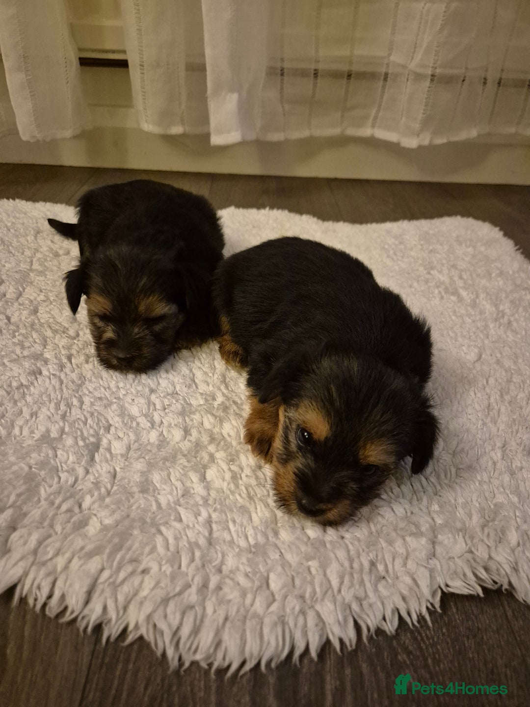 Yorkshire Terrier dogs for sale: Yorkshire terrier pappy for sale - Image 5