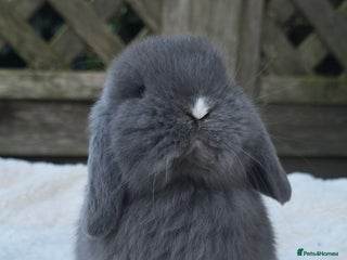 Mini Lop rabbits Beautiful mini lops girls and boys - Advert 8