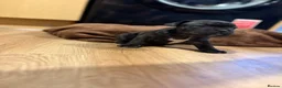 French Bulldog dogs for sale: French bulldogs puppy’s  in Lincoln - Advert 16