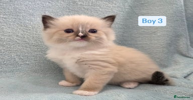 Ragdoll cats - Advert 9