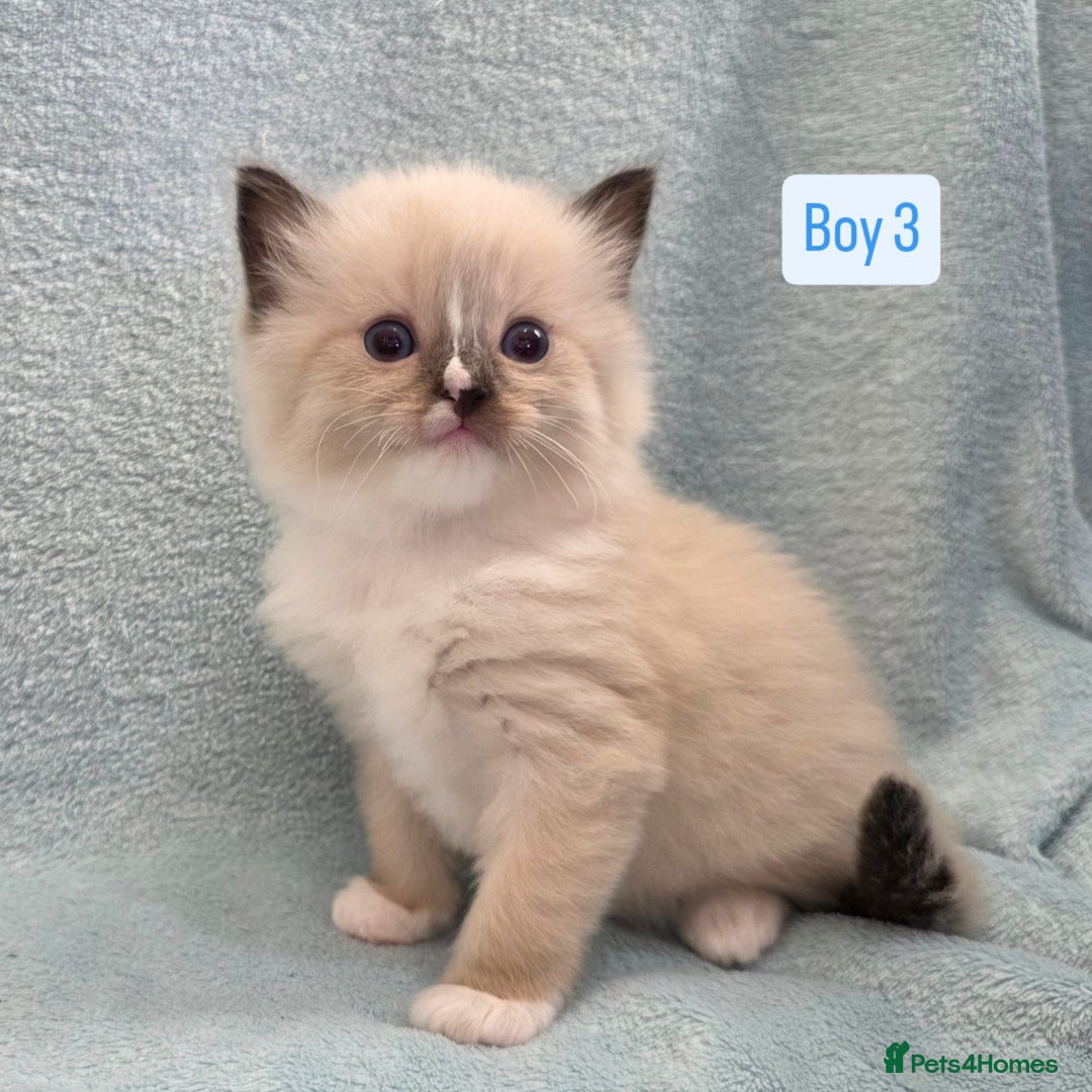 Ragdoll cats for sale: GCCF REGISTERED RAGDOLL KITTENS - Image 4