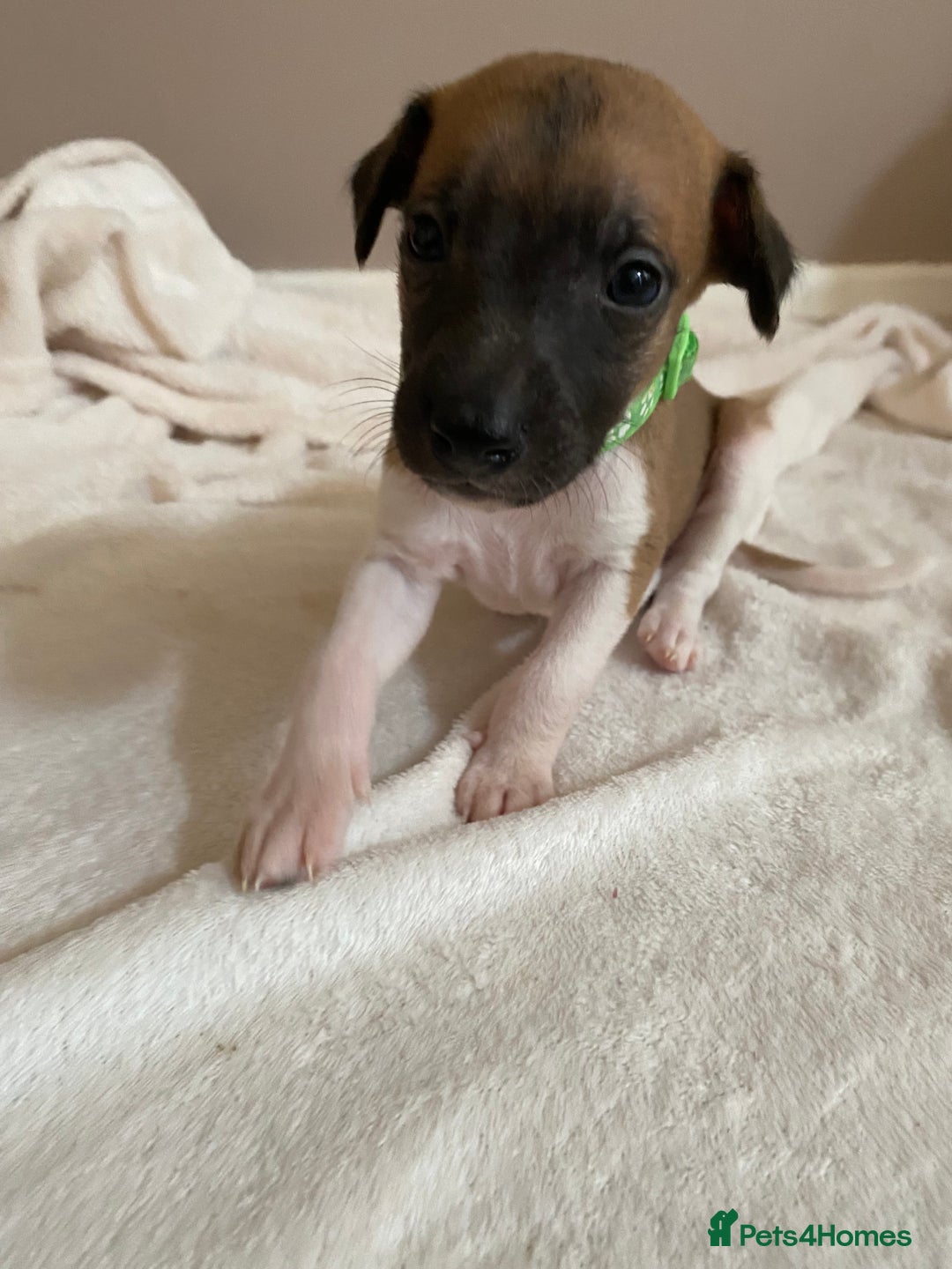 Whippet dogs for sale: 6 stunning whippet puppies  - Image 10