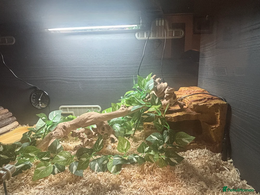 Corn Snake reptiles for sale: Juvenile Amel Tessera Corn Snake - Advert 9