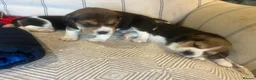 Beagle dogs for sale: Pedigree Beagle Puppies – Ready 7th February 2026  - Advert 4