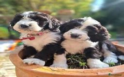Bernese Mountain Dog dogs for stud: Proven health tested BMD handsome boy for stud. in Northampton - Image 22