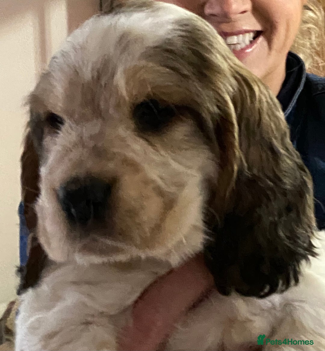Cocker Spaniel dogs for sale: SHOW cocker spaniel puppies  - Image 17