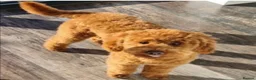 Cockapoo dogs for sale: F1 health clear cockapoo puppies  - Advert 3
