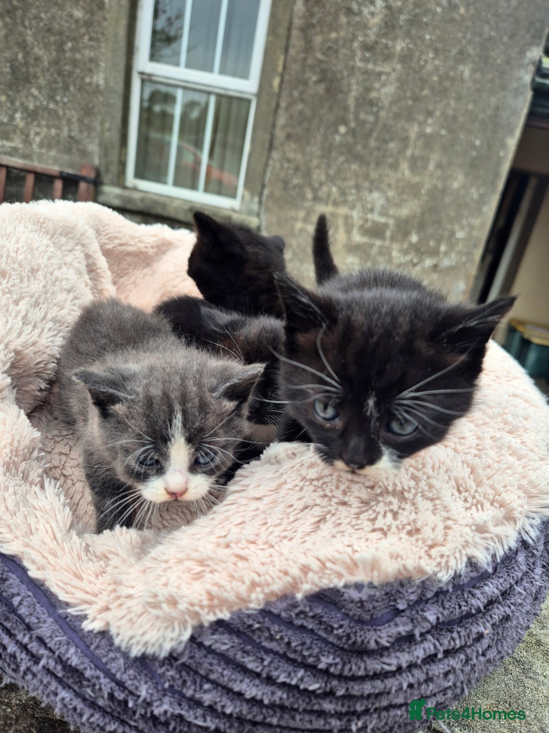 Mixed Breed cats for sale: 2 Beautiful b+w kittens Ready Now ( 2 left) - Image 3