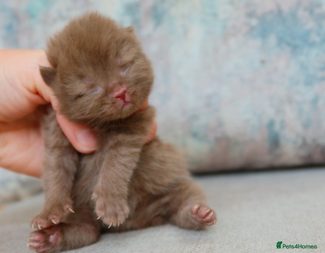 British Shorthair cats for stud: British Shorthair Cinnamon - Stud Duties  - Advert 4