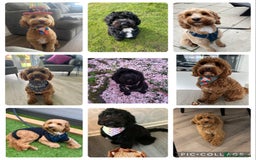 Cockapoo dogs for sale: 🌸Extensively health tested F1 Cockapoo’s🌸 - Image 9