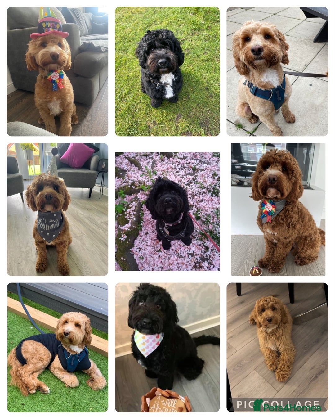 Cockapoo dogs for sale: 🌸Extensively health tested F1 Cockapoo’s🌸 - Image 9