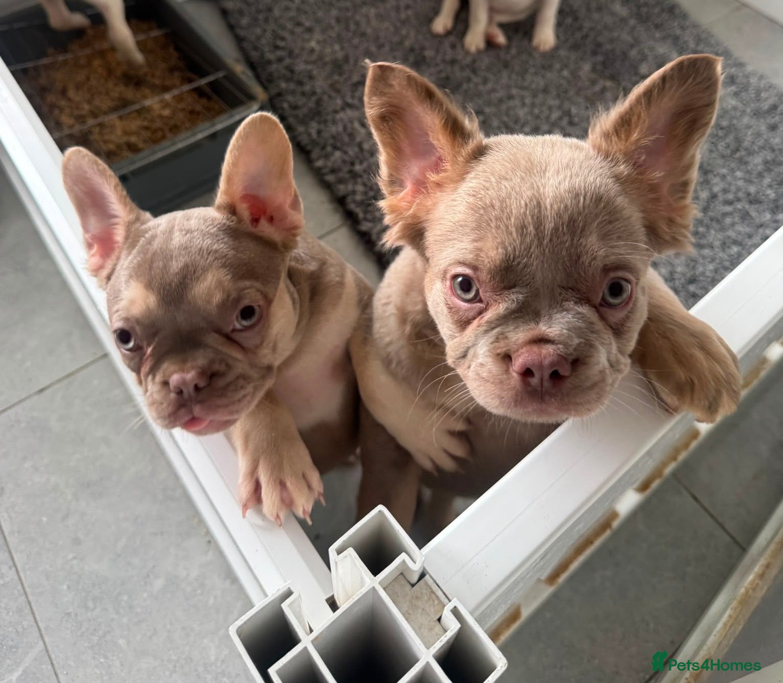 French Bulldog dogs Beautiful French Bulldog puppies - Advert 1