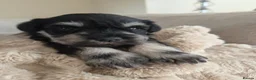 Miniature Schnauzer dogs for sale: Outstanding Miniature Schnauzer puppies - Advert 4