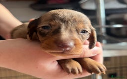 Dachshund dogs for sale: 7 Dachshund Puppies light & dark dapple and brown - Image 5