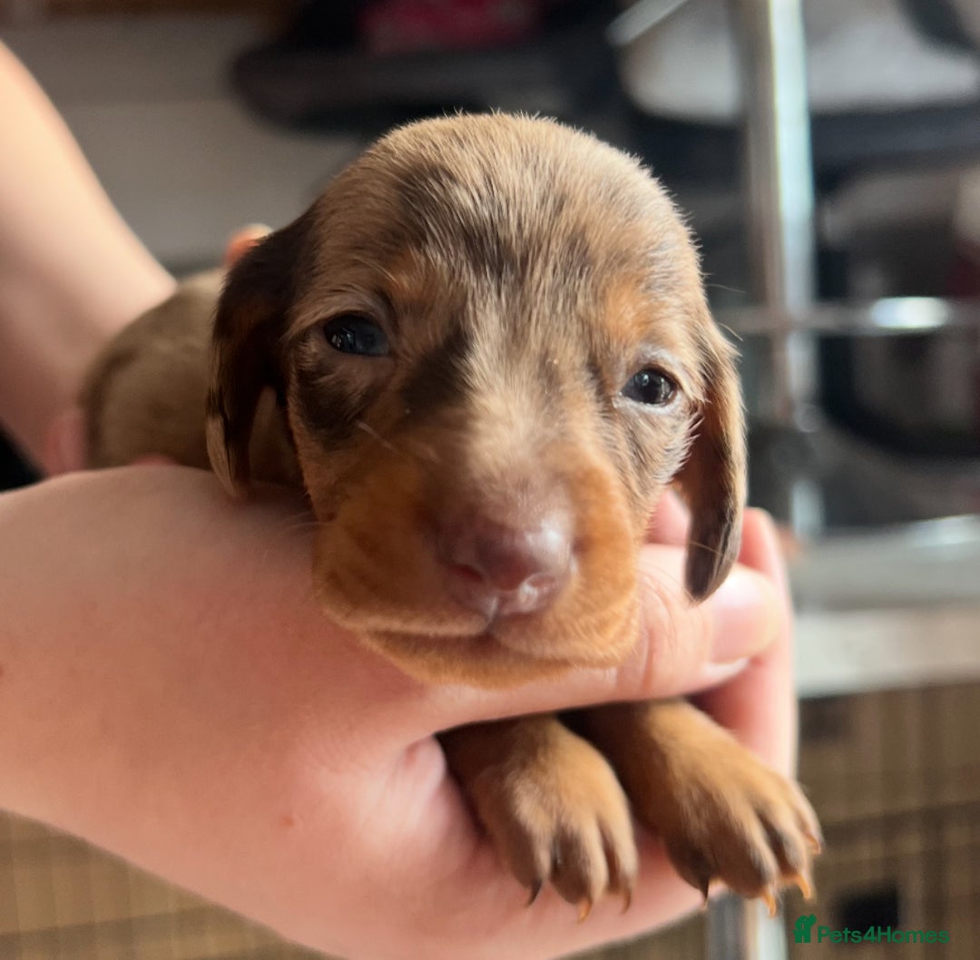 Dachshund dogs for sale: 7 Dachshund Puppies light & dark dapple and brown - Image 5
