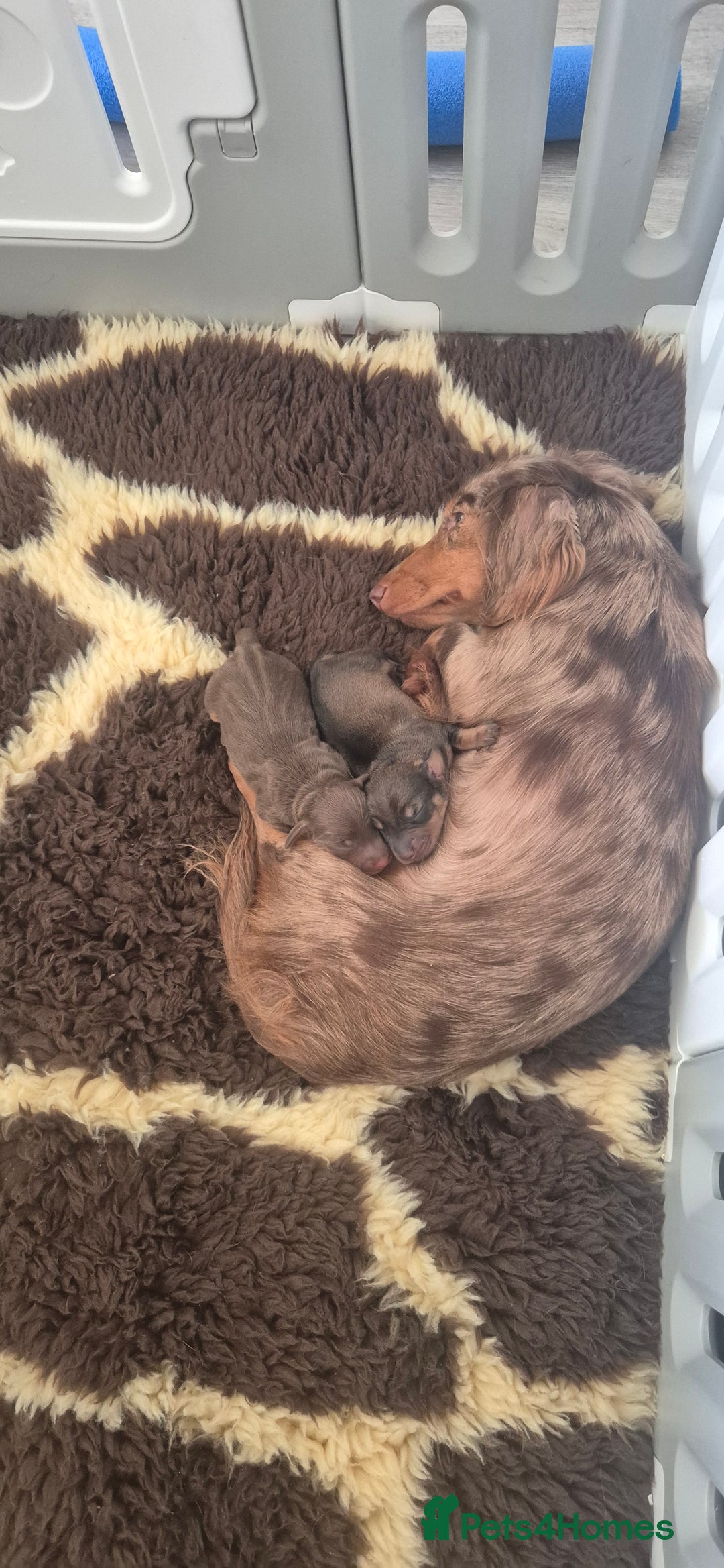 Dachshund dogs for sale: Dachshund puppies🐶  - Image 5
