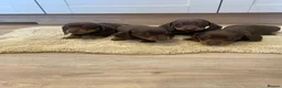 Dachshund dogs for sale: Chocolate tri dachshund in Bury Saint Edmunds - Advert 13