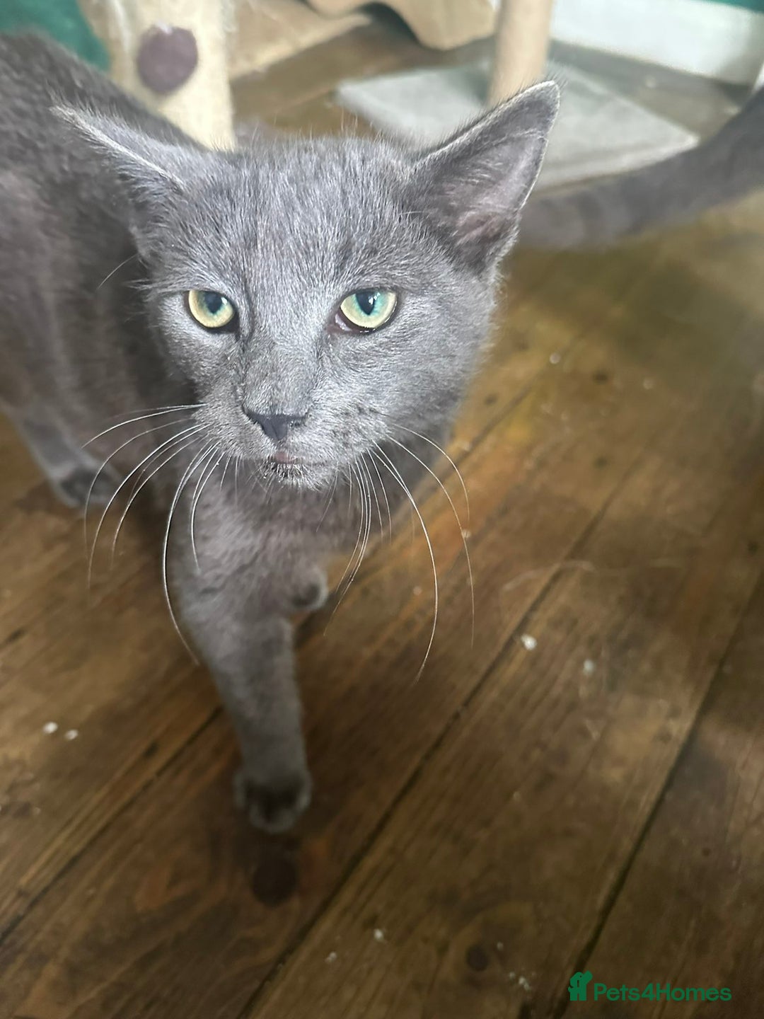 Mixed Breed cats for sale: 5 Male Mixed Cats - Image 5