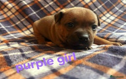 Staffordshire Bull Terrier dogs for sale: Red little one ❤️ - Image 17