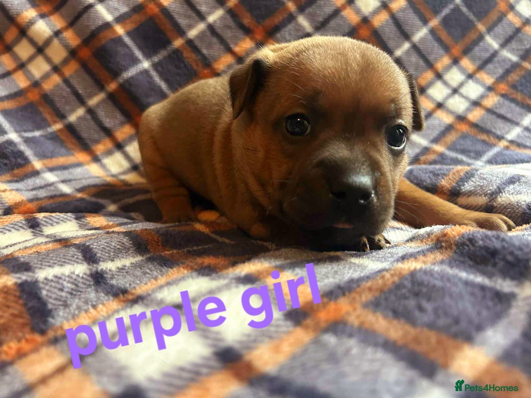 Staffordshire Bull Terrier dogs for sale: Red little one ❤️ - Image 17