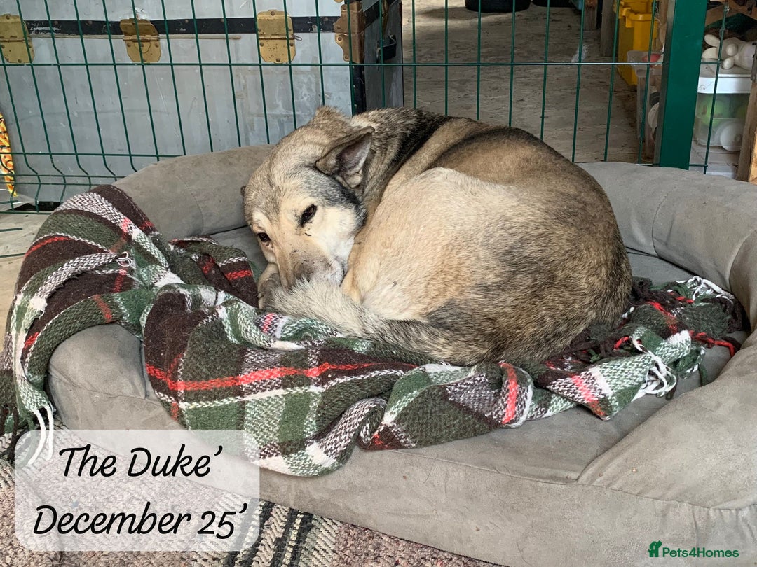 Mixed Breed dogs for adoption: The Duke, 8 yrs approx. Available for adoption. - Advert 29