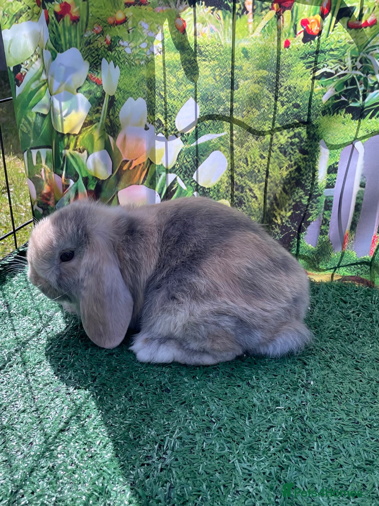 Mini Lop rabbits Beautiful mini lops - Advert 1