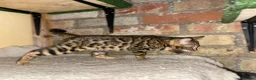 Bengal cats for sale: Top quality bengals kittens available now in Watford - Advert 26