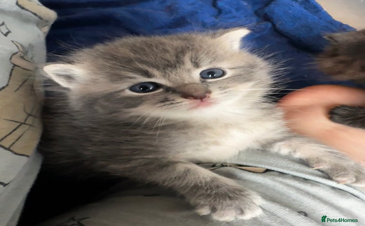 Persian cats - Advert 14