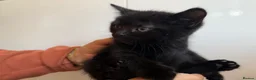 Mixed Breed cats for sale: Mixed litter kittens 🐱  - Advert 5