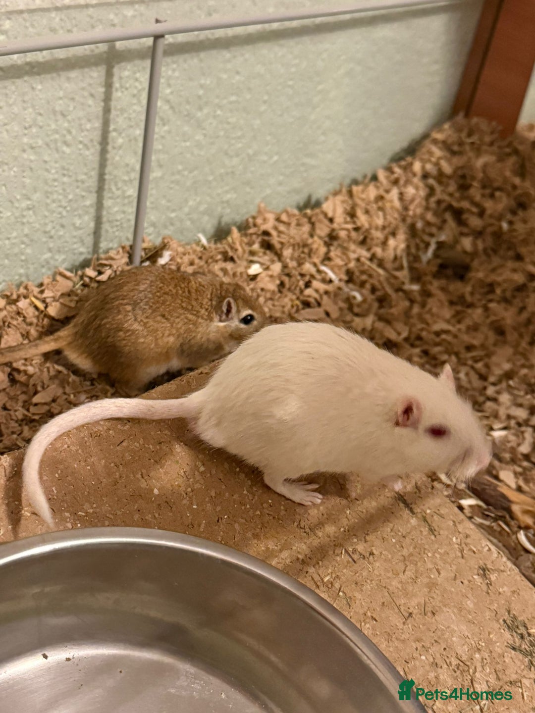 Gerbil rodents for sale: 2x boy gerbils inc all accessories  - Advert 6