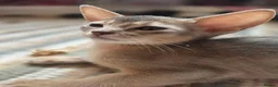 Abyssinian cats for sale: Beautiful Abyssinian Kitten  - Advert 26