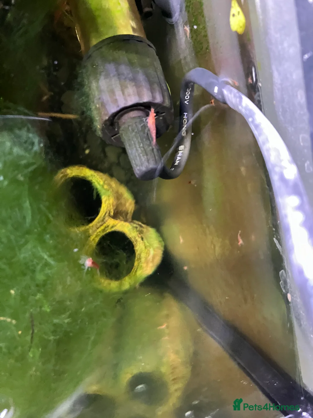 Shrimps fish for sale: Cherry shrimp - Juvenile and babies  - Advert 14