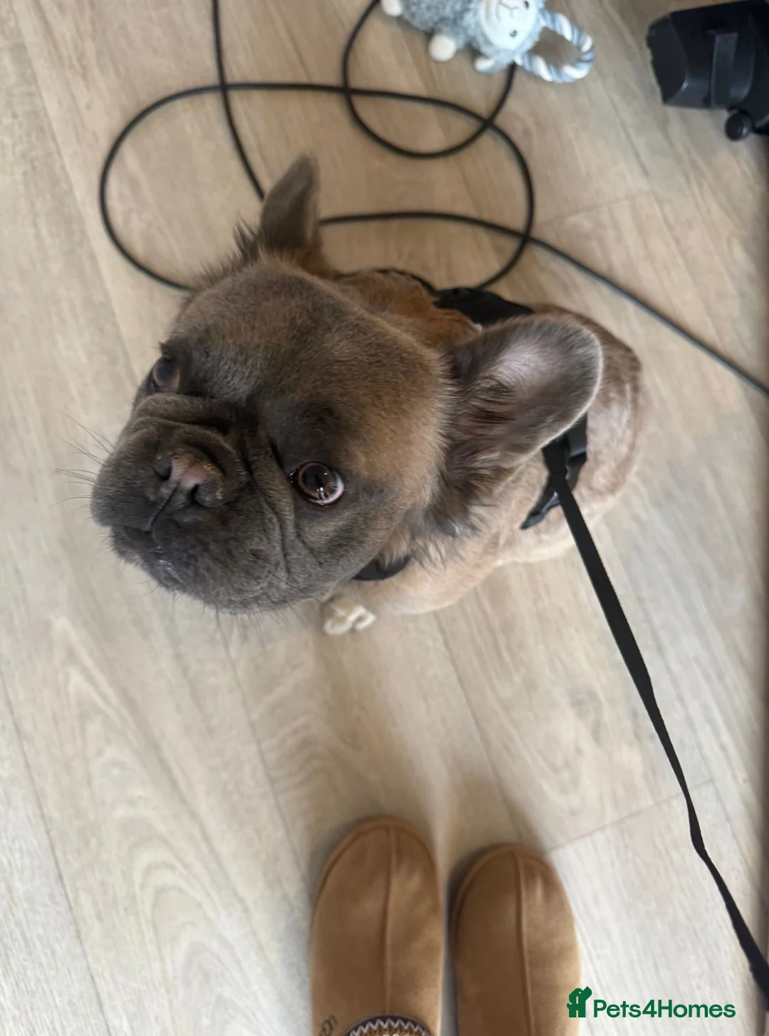 French Bulldog dogs for sale: Fluffy French Bulldog  in Nottingham - Advert 1