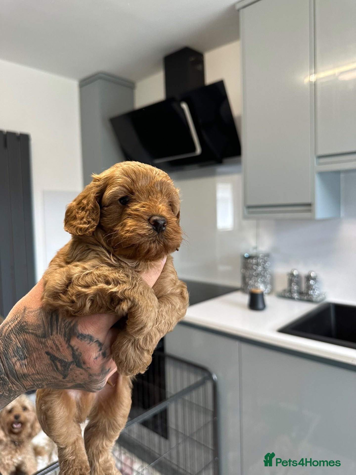 Mixed Breed dogs Cavapoo puppies  - Advert 1