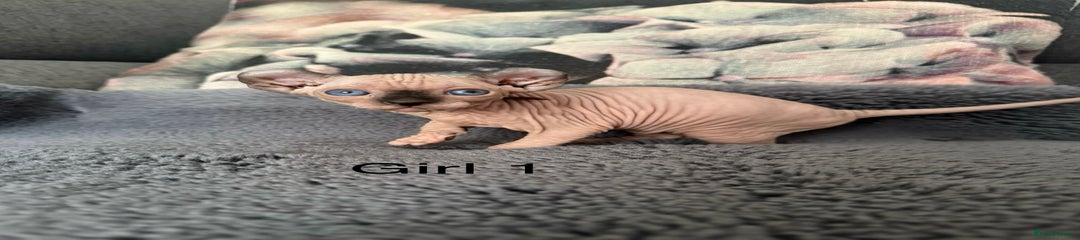 Sphynx Kitten 2