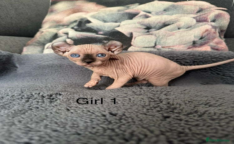 Sphynx cats - Advert 2