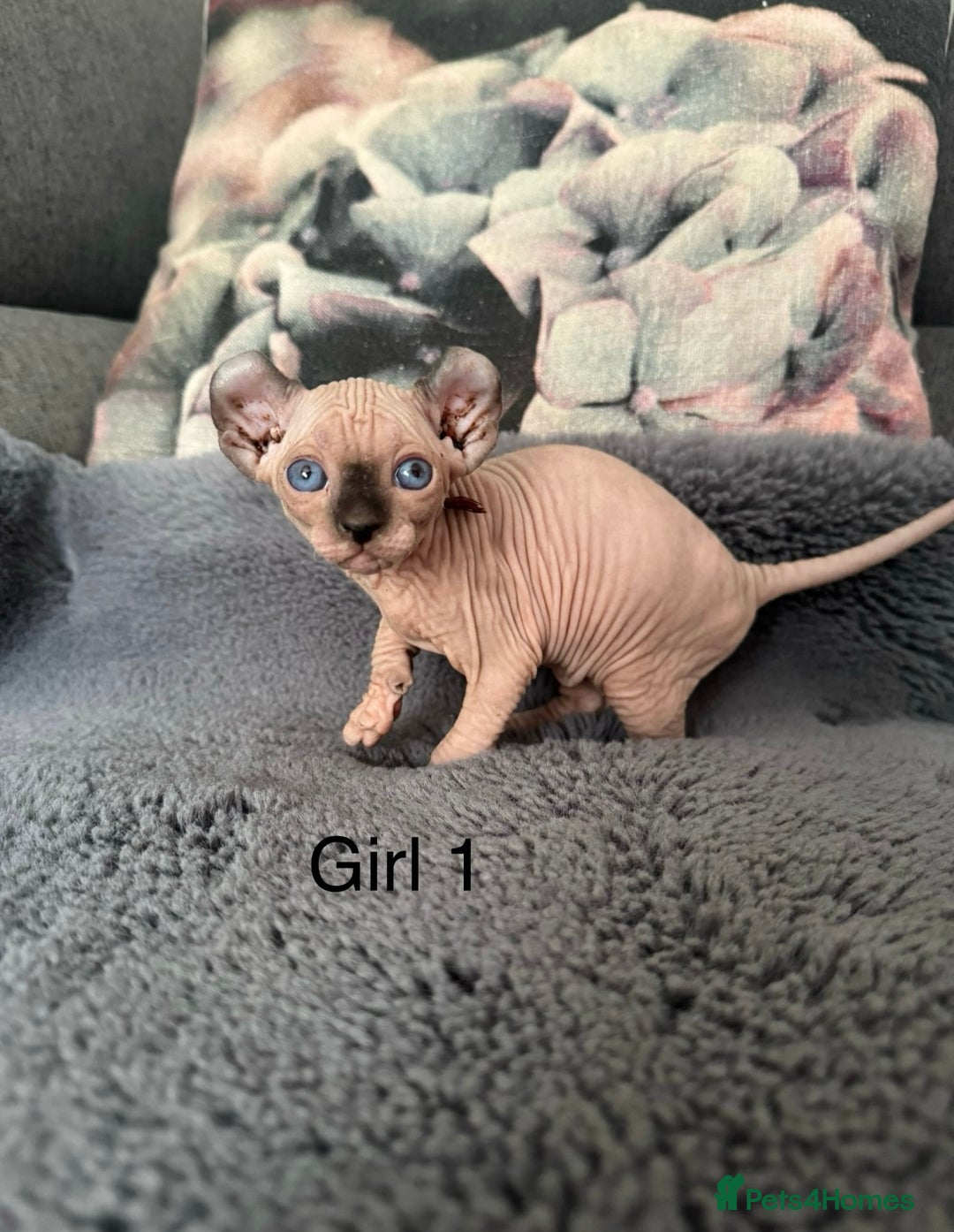 Sphynx cats for sale: Elf kittens 🔥🔥🔥 - Image 1