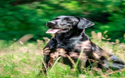 Labrador Retriever dogs for sale: Stunning Well Breed Black/Fox Red Puppies For Sale - Image 4