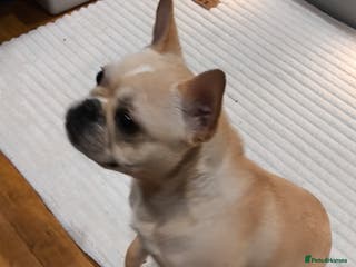 French Bulldog dogs French bulldog - Advert 15