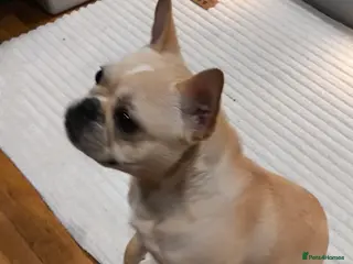 French Bulldog dogs French bulldog - Advert 15